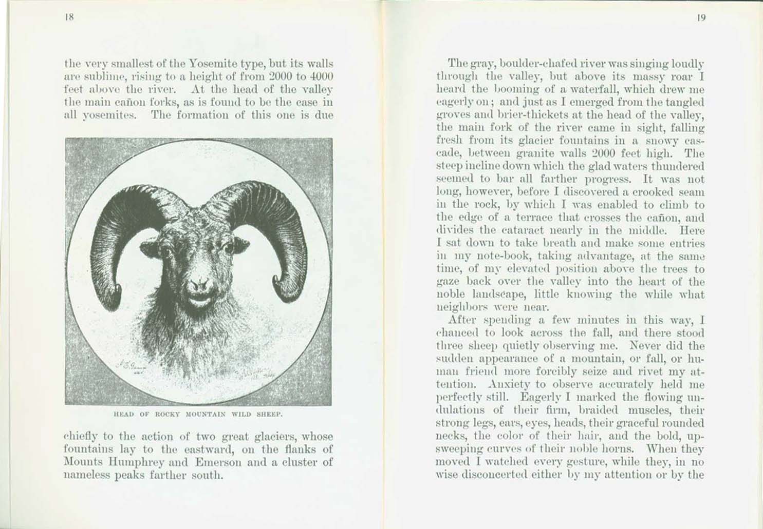 The Wild Sheep--1881. vist0017e